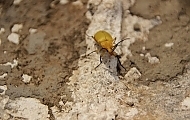 Termite Prevention Strategies for New Homeowners in Houston